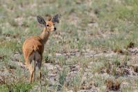 Steenbok