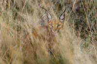 Caracal