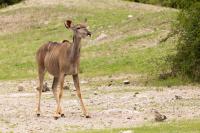 Greater kudu