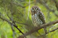 Glaucidium perlatum