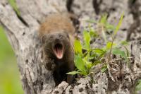 Common dwarf mongoose