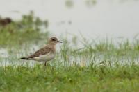 Charadrius asiaticus