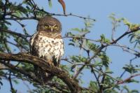 Glaucidium capense