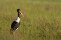 Ephippiorhynchus senegalensis