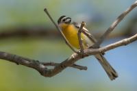 Emberiza flaviventris