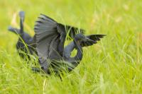 Egretta vinaceigula