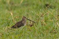 Gallinago nigripennis