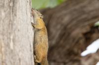 Smith's bush squirrel