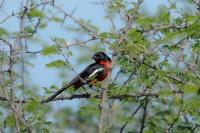 Laniarius atrococcineus