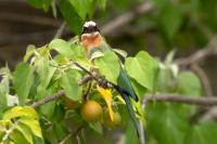 Merops bullockoides