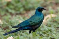 Lamprotornis australis