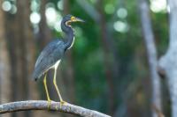 Egretta tricolor