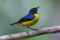 Euphonia xanthogaster