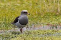 Vanellus resplendens