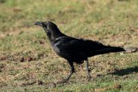 Corvus edithae