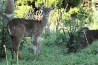 Mountain nyala