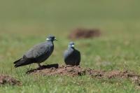 Columba albitorques