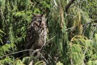 Bubo capensis