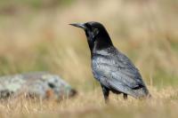 Corvus capensis