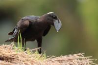 Corvus crassirostris