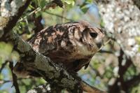 Bubo cinerascens