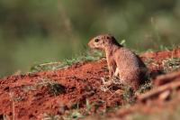 Unstriped Ground Squirrel