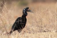 Bucorvus abyssinicus