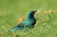 Lamprotornis chloropterus