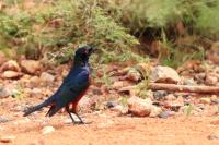 Lamprotornis shelleyi