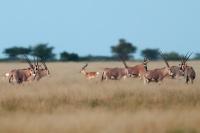 East African oryx