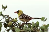 Trachyphonus margaritatus