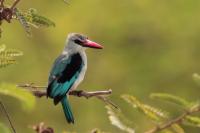 Halcyon senegalensis