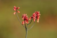 ETHIOPIA FLORA