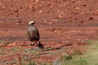 Lamprotornis albicapillus