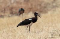 Ciconia abdimii