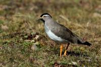 Vanellus melanocephalus