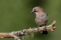 Garrulus glandarius