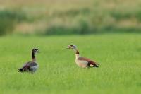 Netherlands - fauna