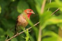 Carpodacus erythrinus