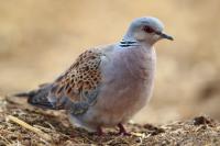 Streptopelia turtur