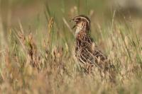 Coturnix coturnix