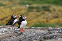 Scotland landscape and fauna