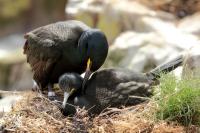 Phalacrocorax aristotelis