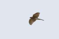 Accipiter badius