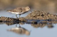 Calidris temminckii 