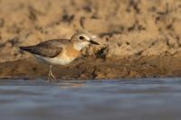 Charadrius leschenaultii