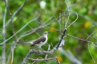 Mimus polyglottos