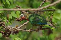 Amazona leucocephala