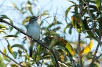 Vireo altiloquus