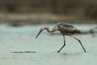 Egretta rufescens